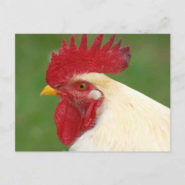Red Rooster's Comb Country Rooster Geschenke Postkarte (Vorderseite)