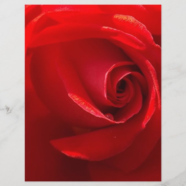 Red-Rose-3.jpg (Vorderseite)
