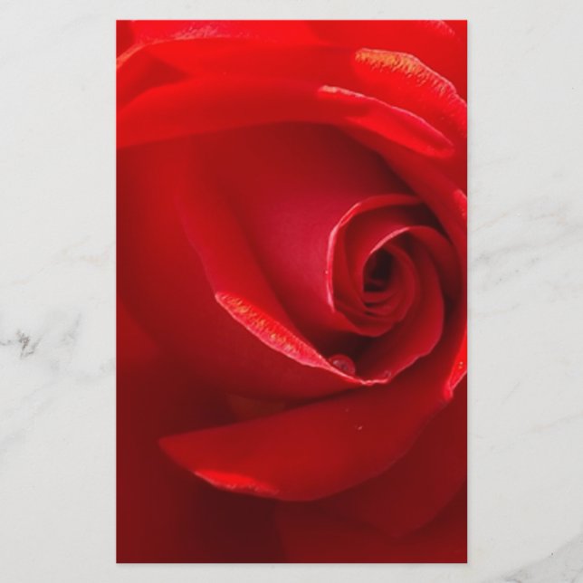 Red-Rose-3.jpg (Vorderseite)
