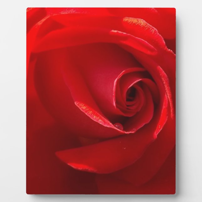 Red-Rose-3.jpg Fotoplatte (Vorderseite)