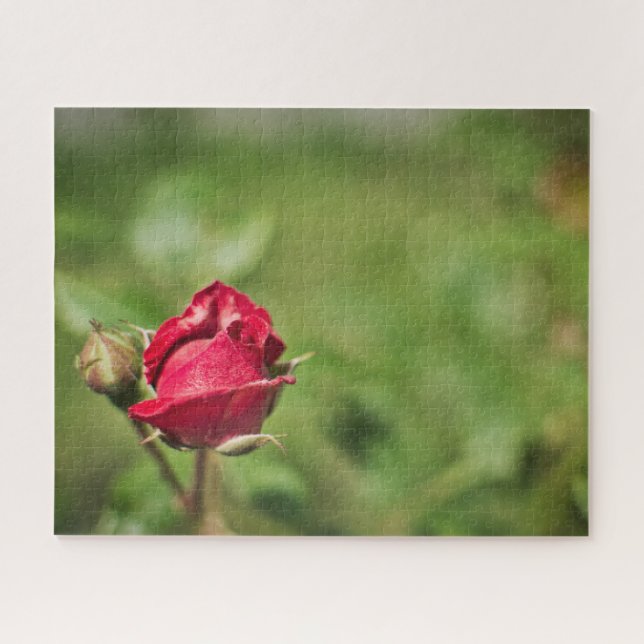 Red Rose Blossom romantic garden (Horizontal)
