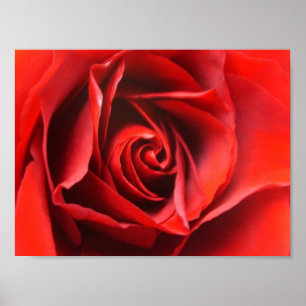 Red Rose Elegance Poster