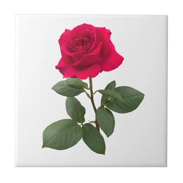 Red Rose Fliese (Vorderseite)