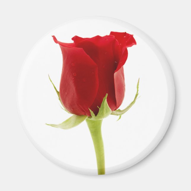 Red Rose Magnet (Vorne)