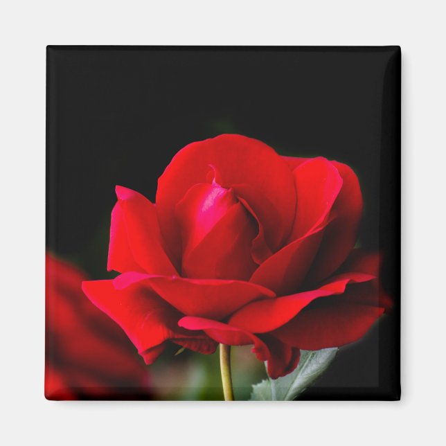Red Rose Magnet (Vorne)