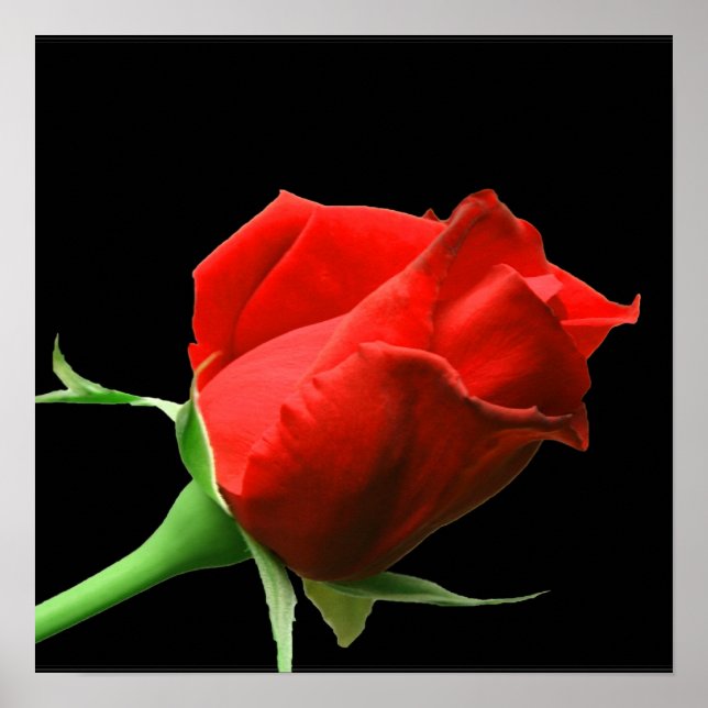 Red Rose Poster (Vorne)