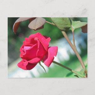 Red Rose Postkarte