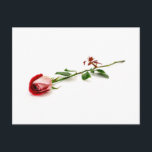 Red Rose Postkarte<br><div class="desc">Red Rose</div>