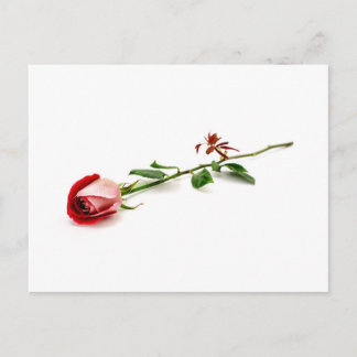Red Rose Postkarte