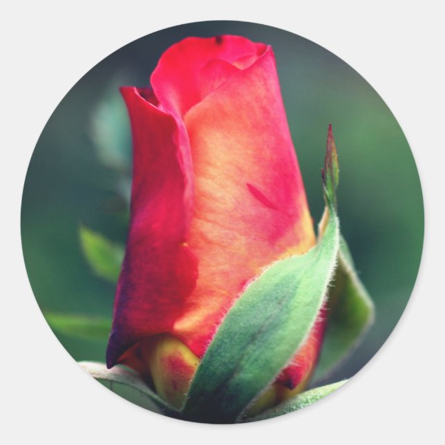 Red Rosenknospe Blumen Runder Aufkleber (Vorderseite)