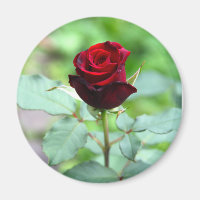Red Rosenknospe Magnet
