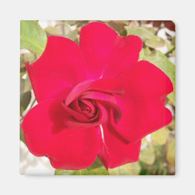 Red Rosy Magnet (Vorne)