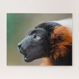 Red Ruffed Lemur.