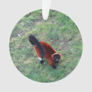 Red Ruffed Lemur #1-1 Ornament