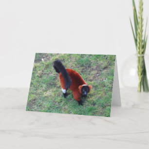Red Ruffed Lemur #1 Karte