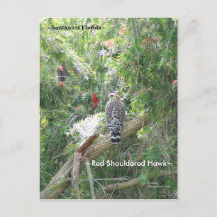 Red Schulter Hawk Florida Postcard Postkarte