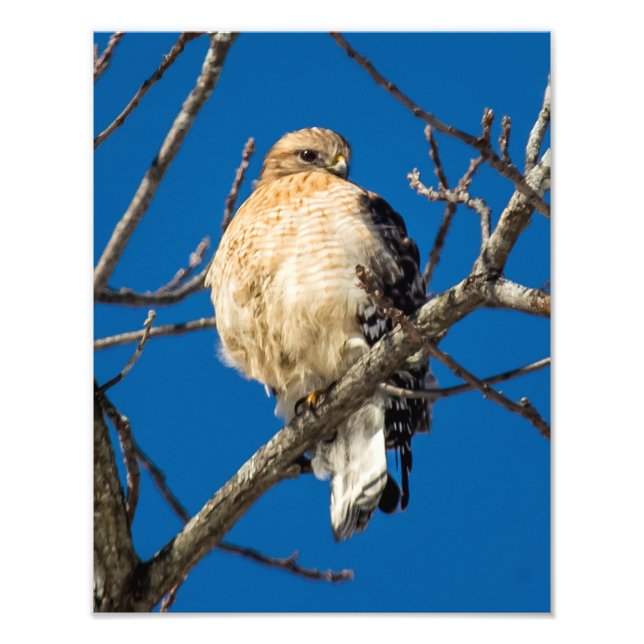 Red Schulter Hawk Fotodruck (Vorne)