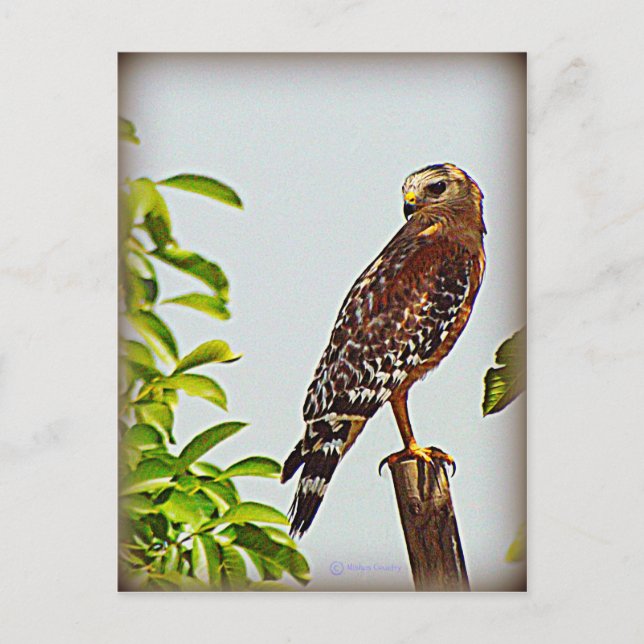 Red Schulter Hawk Postkarte (Vorderseite)