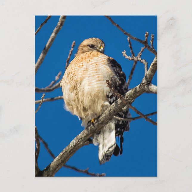 Red Schulter Hawk Postkarte (Vorderseite)