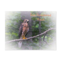 Red Schulter Hawk