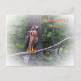 Red Schulter Hawk Postkarte