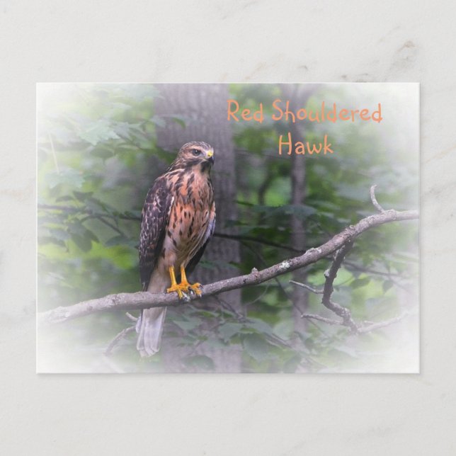 Red Schulter Hawk Postkarte (Vorderseite)