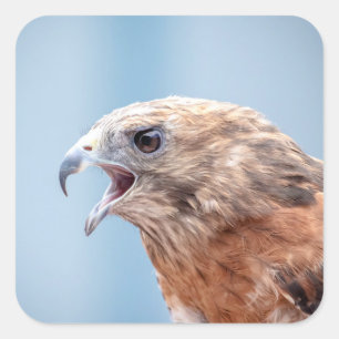 Red Schulter Hawk Quadratischer Aufkleber