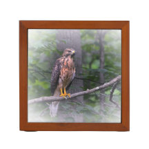 Red Schulter Hawk