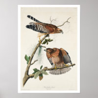 Red-schulter Hawk von Audubon Poster