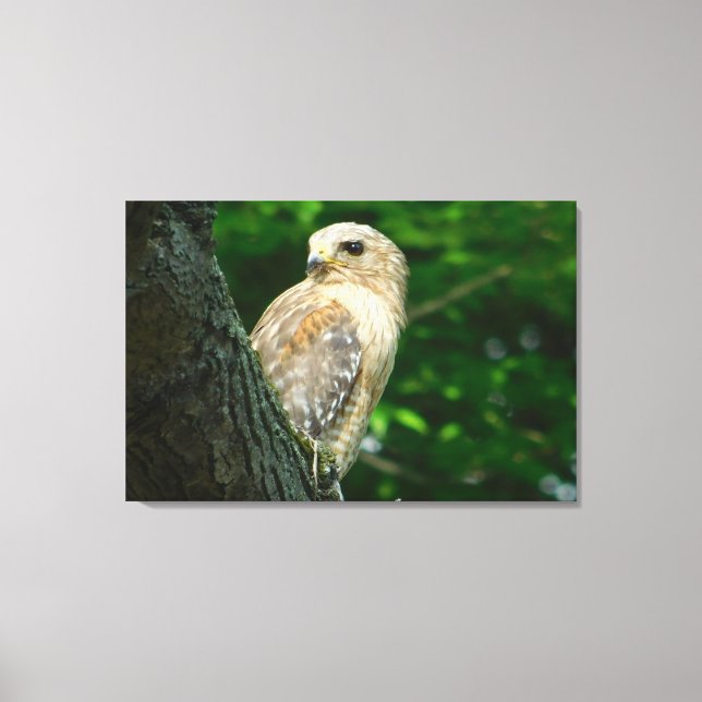 Red Schulter Hawk Wrapped Canvas Print Leinwanddruck (Vorderseite)