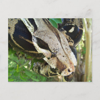 Red Schwanz Boa Postkarte