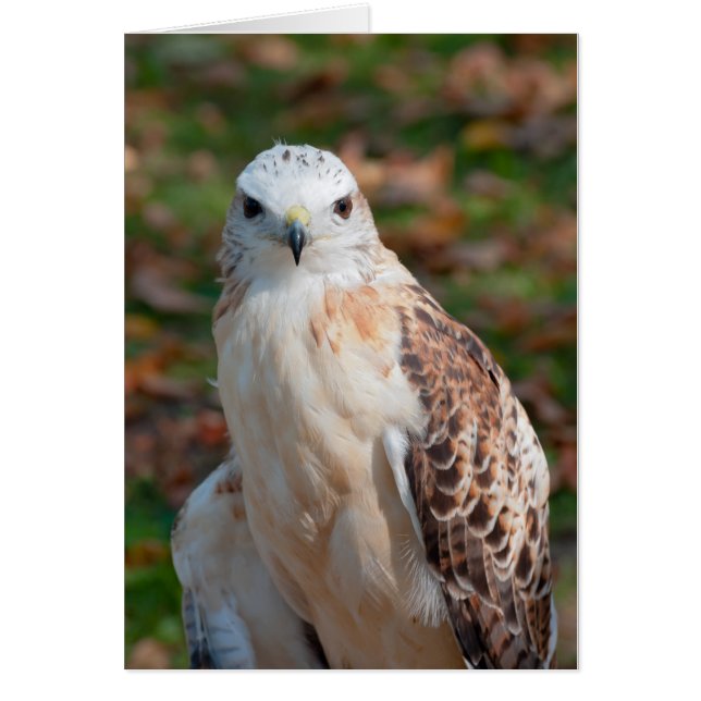 Red Schwanz Hawk (Vorne)