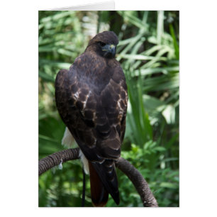 Red Schwanz Hawk Bird Card
