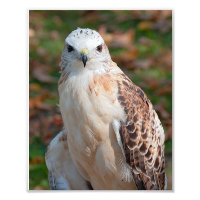 Red Schwanz Hawk Closeup Fotodruck (Vorne)