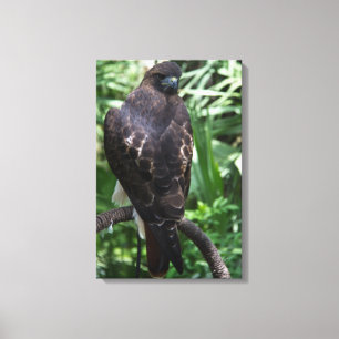 Red Schwanz Hawk Fotografie Wrapped Canvas Leinwanddruck