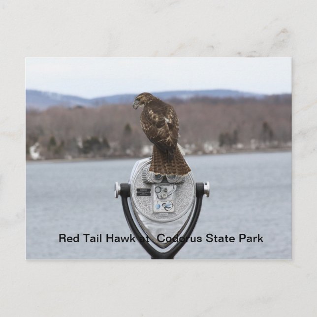 Red Schwanz Hawk im Codorus Staat Park Postkarte (Vorderseite)