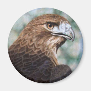 Red-Schwanz Hawk Magnet