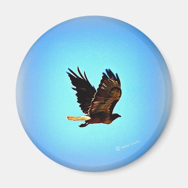 Red Schwanz Hawk Picture Magnet (Vorne)