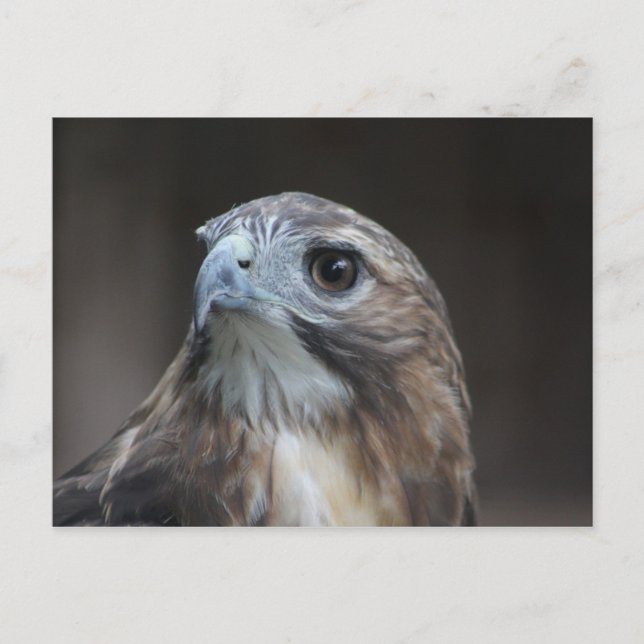 Red Schwanz Hawk Postcard Postkarte (Vorderseite)