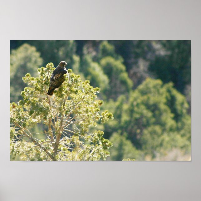 Red-Schwanz Hawk Poster (Vorne)