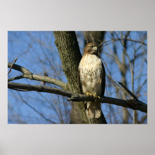 Red-Schwanz Hawk Poster (Vorne)