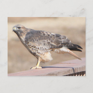 Red Schwanz Hawk Postkarte