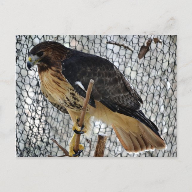 Red Schwanz Hawk Postkarte (Vorderseite)