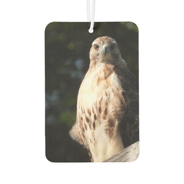 Red Schwanz Hawk Stare Down Autolufterfrischer (Rückseite)