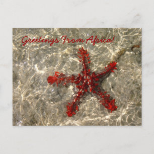Red Sea Star - Postkarte