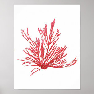 Red Seaweed Art Print No.1 Beach Deco Poster