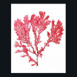 Red Seaweed Art Print No.3 Beach Deco Poster<br><div class="desc">Rote Algen Nr.3 Antike Naturgeschichte Print. Dies ist eine antike Algenillustrierung aus dem 18. Jahrhundert, die digital in brillante Farben wie sie der ursprüngliche Künstler beabsichtigt hatte wiederhergestellt wurde. Bitte stöbern Sie in unserem Shop nach anderen passenden Algendrucken. Wenn sie gerahmt und in einer Gruppe zusammen ausgestellt werden, machen sie...</div>