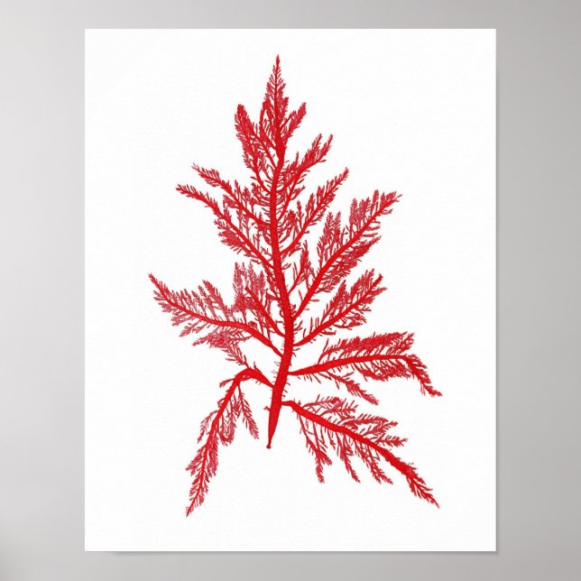 Red Seaweed Art Print No.7 Beach Deco Poster (Vorne)