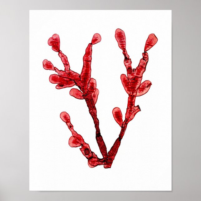 Red Seaweed Art Print No.8 Beach Deco Poster (Vorne)