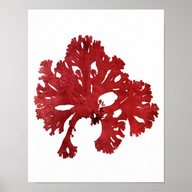 Red Seaweed Art Print No.9 Beach Deco Poster (Vorne)